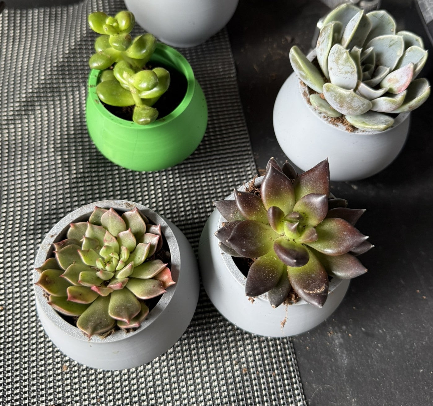 Handcrafted Plant Pot with Succulent